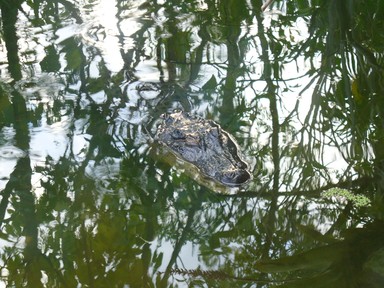 Kerri Walker; Spot The Croc; Taken early evening at the aucklnad zoo before zoo concert